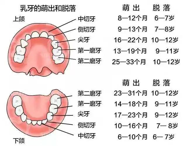 正常情况下,人类有20个乳牙,换牙后32个恒牙,超出正常数量的牙齿就是
