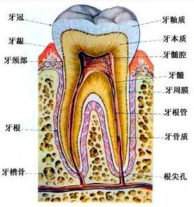 怎样治疗牙髓病才能好得快?
